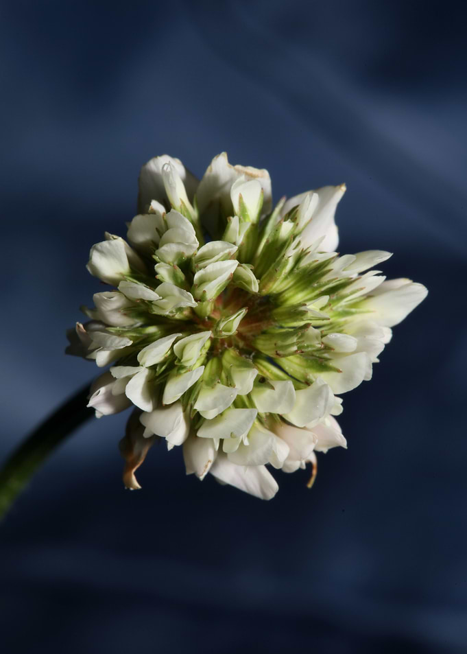 Trifolium flower close up