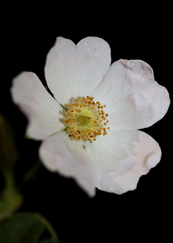 Wild white flower blossom