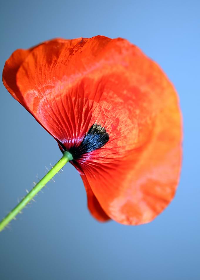 Papaver flower blossoming