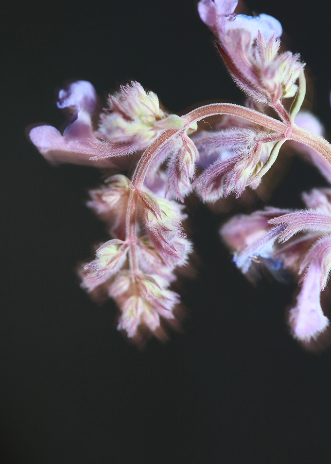 Nepeta flowering close up