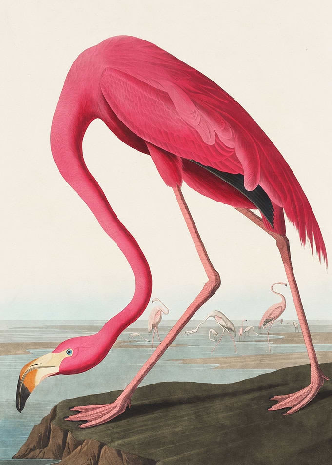 Flamingo from Birds