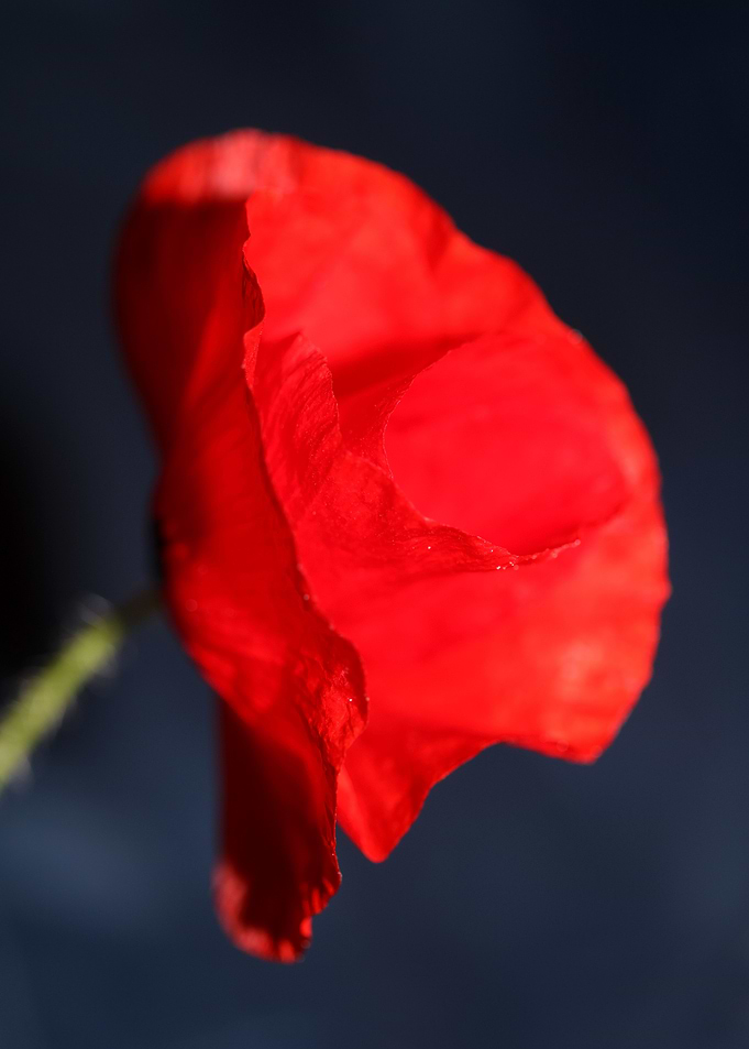 Papaver flowering close up