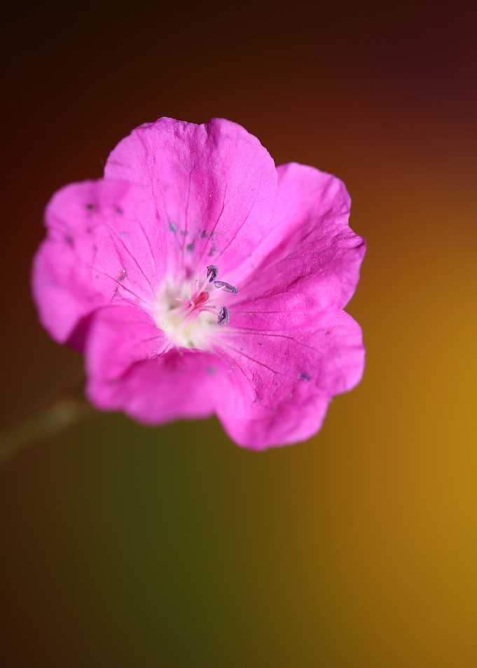Pink flower blossom macro