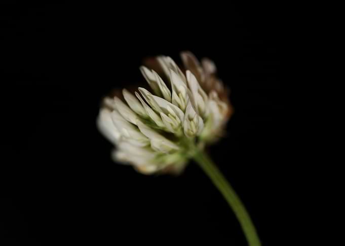 Trifolium nigrescens macro