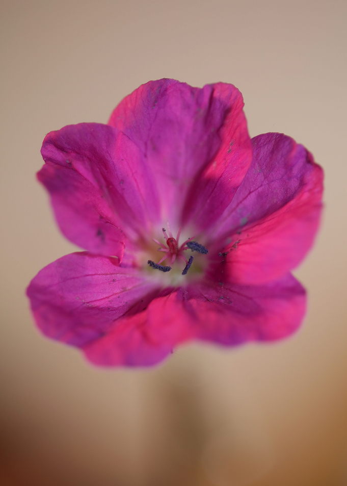 Geranium blossoms close up