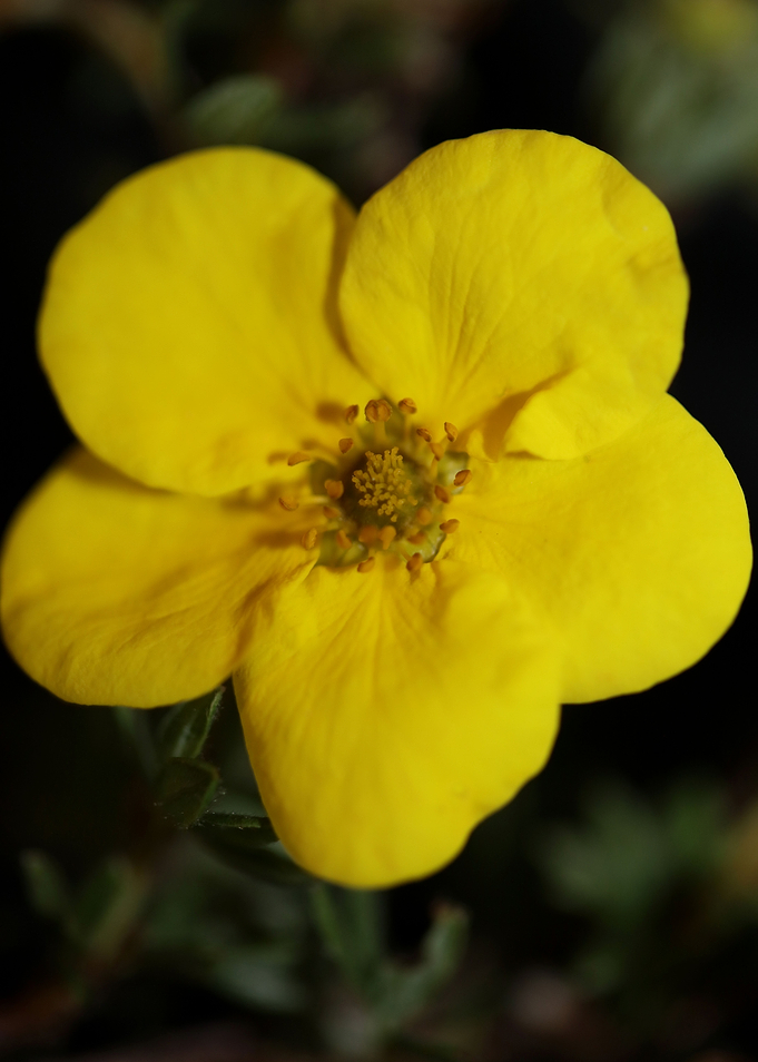 Dasiphora fruticosa flower