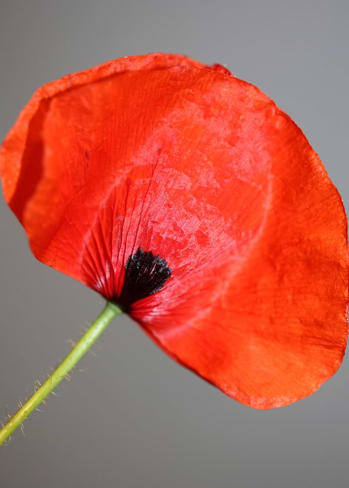 Red wild papaver flowering