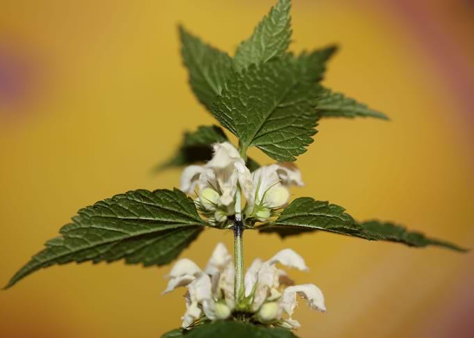 Lamium flowering close up