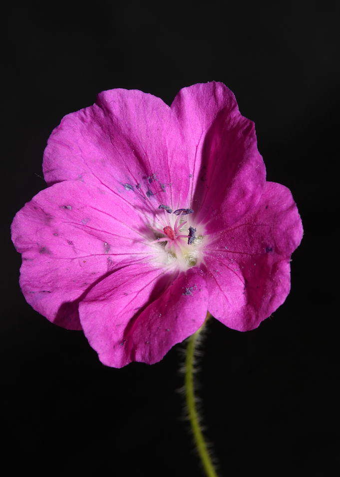 Pink flower blossom macro