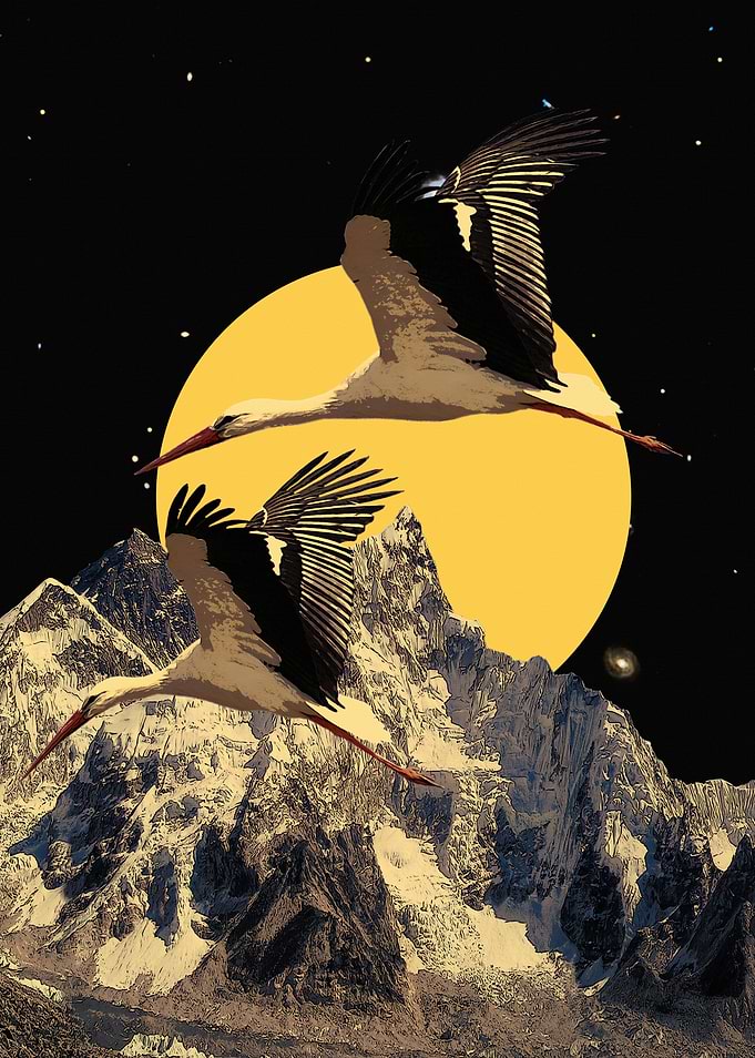 Japanese Stork