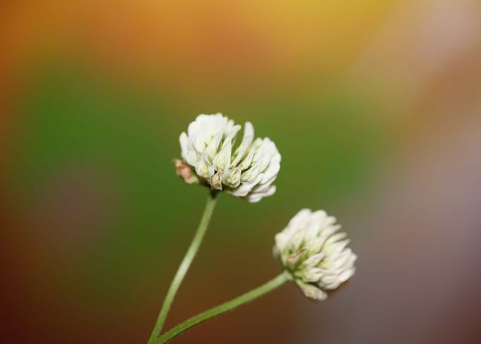 Trifolium flower close up