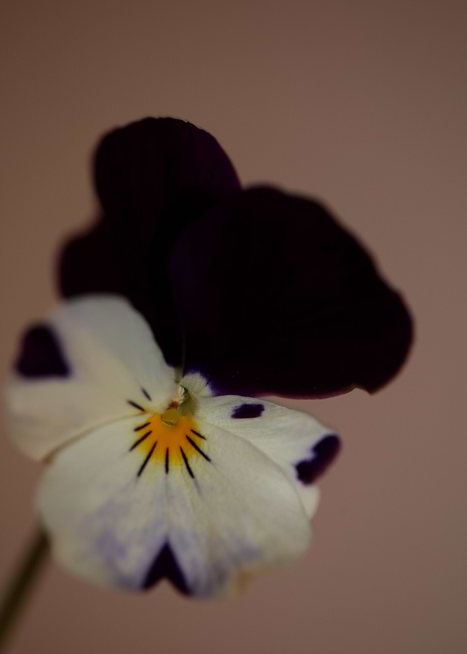 Viola flowering close up