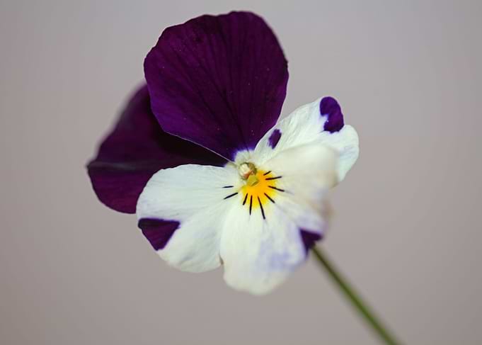 Viola flower blossoming