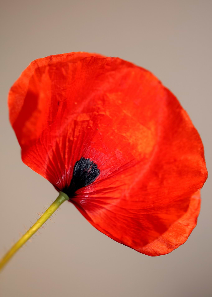 Papaver flower blossoming