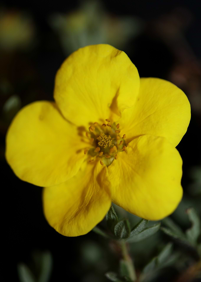 Yellow wild flower blossom