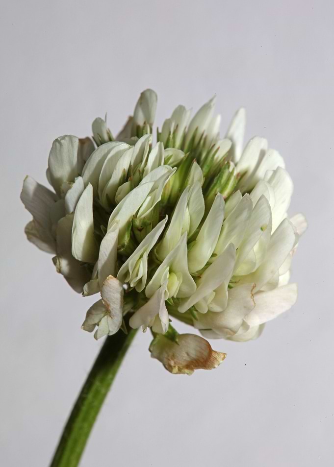Trifolium flower blossom