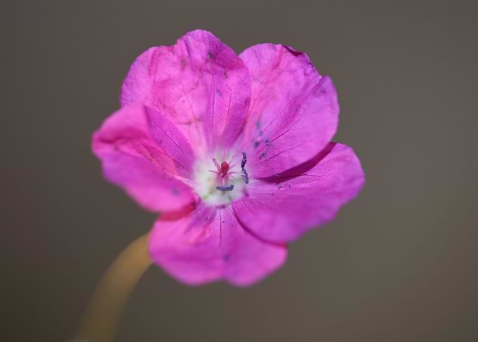 Geranium blossoms close up