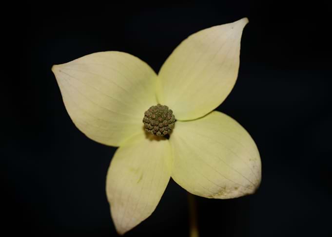 Cornus kousa flower macro