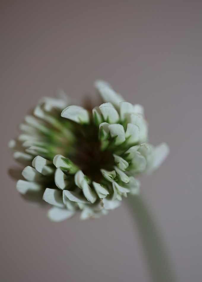 Trifolium flowering macro