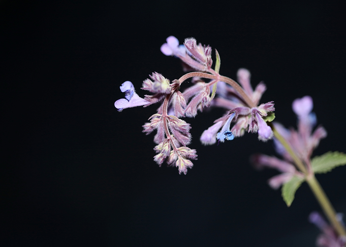 Nepeta flower blossoming
