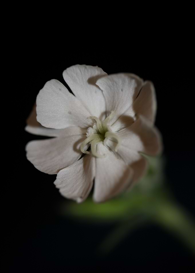 Silene flower blossoming
