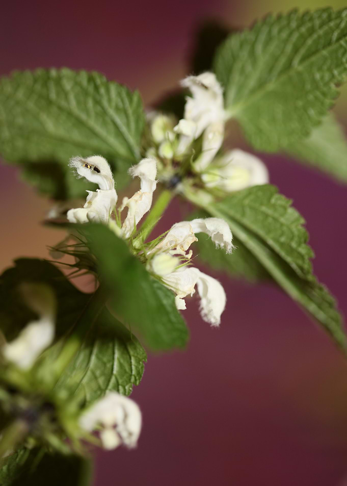 Lamium flowering close up