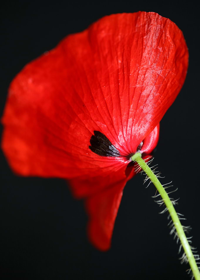 Papaver flower blossoming