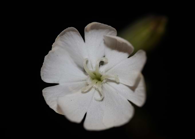 Silene latifolia flowering