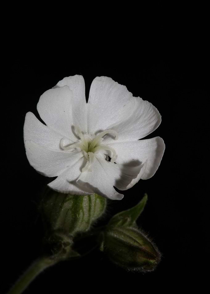 Silene flowering close up
