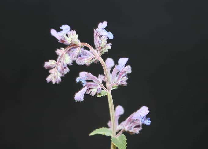 Nepeta flower blossoming