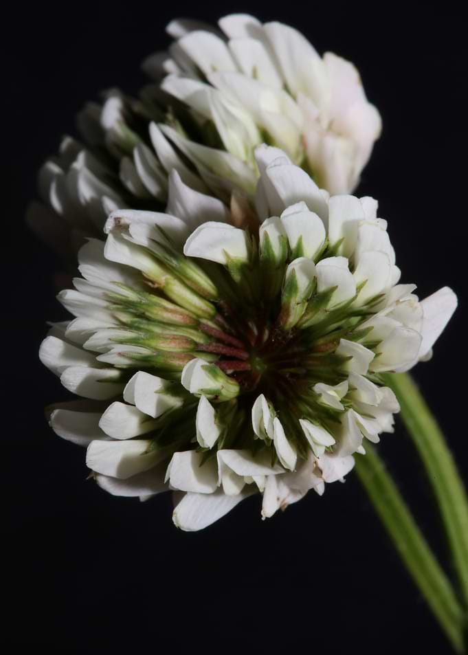 Trifolium nigrescens macro