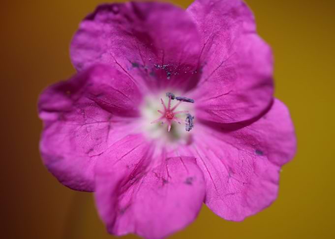Geranium sanguineum flower