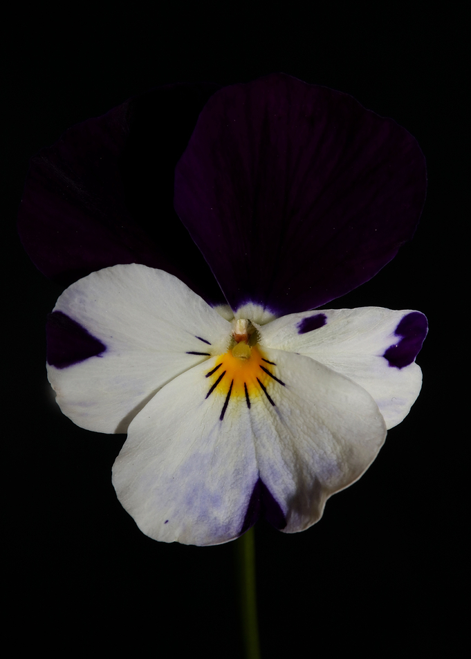 Viola flowering close up