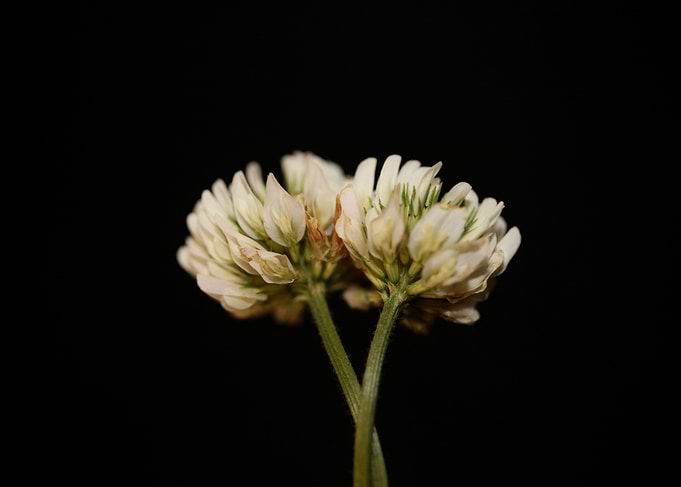 Trifolium nigrescens macro