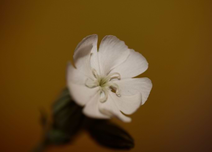 Silene latifolia flowering