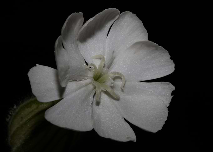 Silene flower blossoming