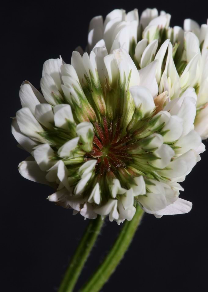 Trifolium flower close up