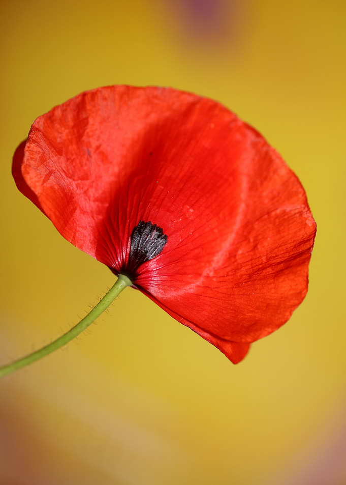 Papaver flower blossoming