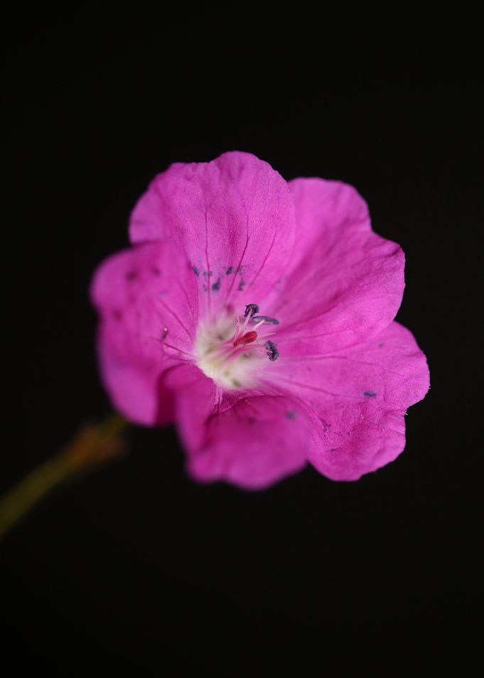 Pink flower blossom macro