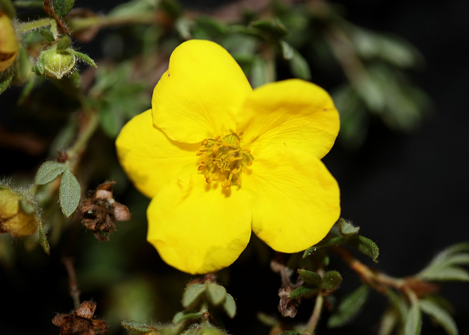 Dasiphora fruticosa flower