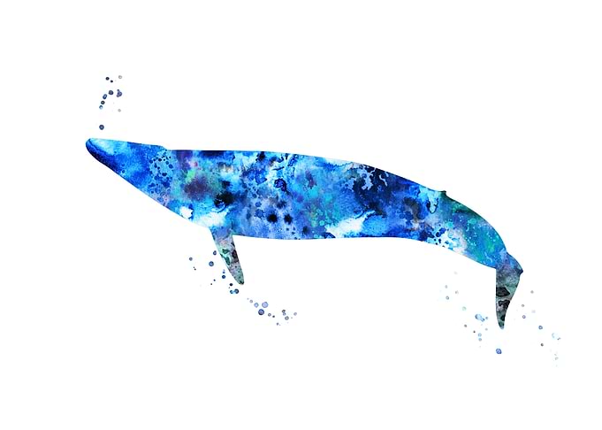 Blue Whale
