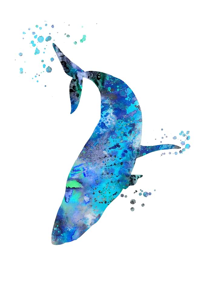 Blue Whale