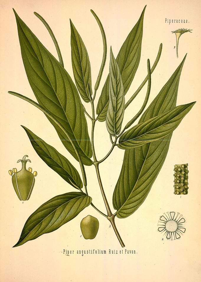 Piperaceae