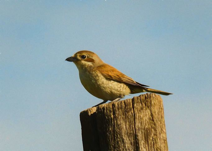 Red backed shrike