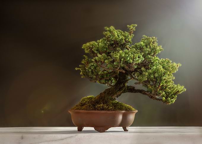 Minimalistic Bonsai Art