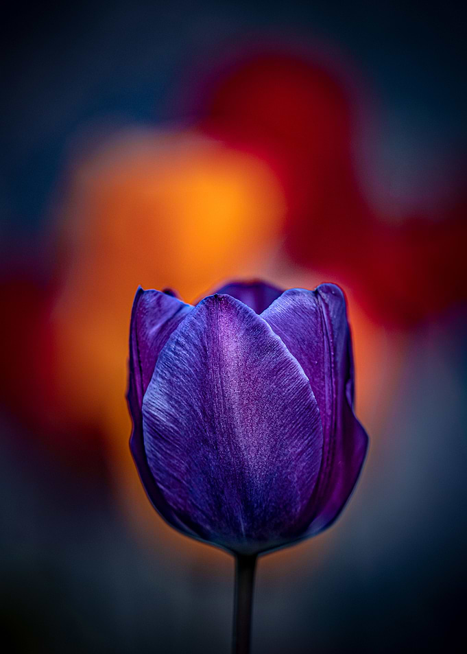 Spring sunset tulip