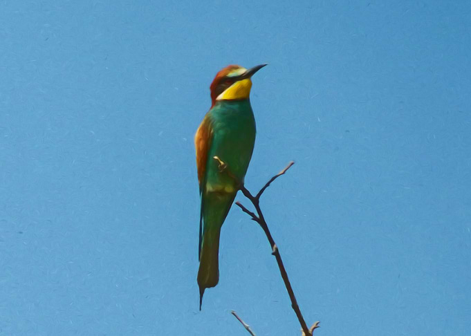 Bee eater