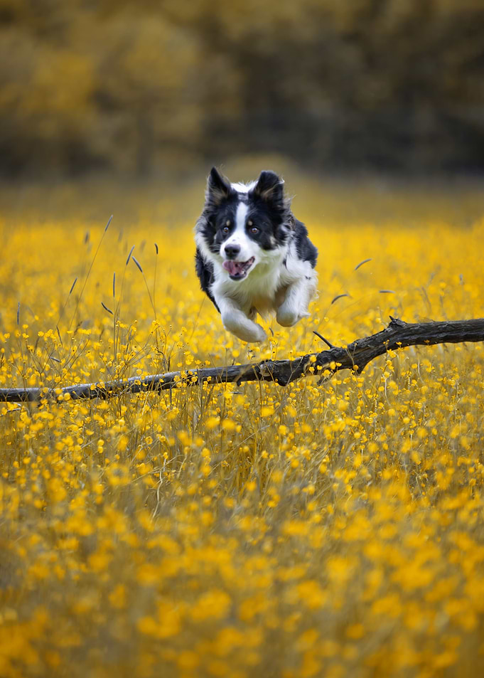 Dog, Border Collie, pet