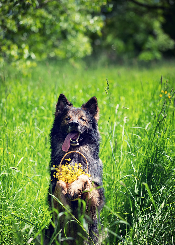 Dog, German Shepherd, pet