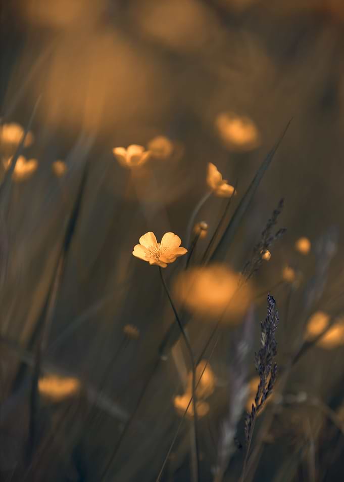 Yellow flower, wild meadow